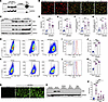 Monomeric SNCA’s ferrireductase activity drives oxidative stress, a hallmar