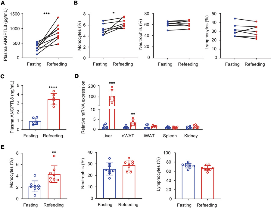 Nutritional state regulates ANGPTL8 and monocytes.
(A) Plasma ANGPTL8 le...