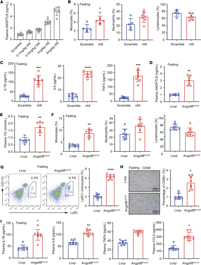 ANGPTL8 overexpression elevates monocytes and inflammation.
(A) Plasma A...