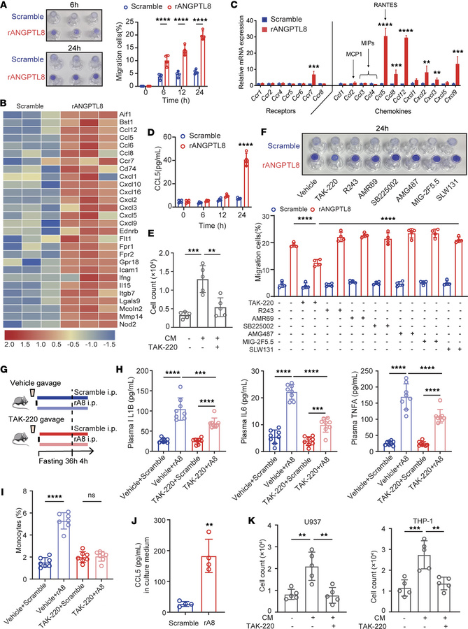 ANGPTL8 promotes monocyte migration via CCL5-CCR5.
(A) Representative im...