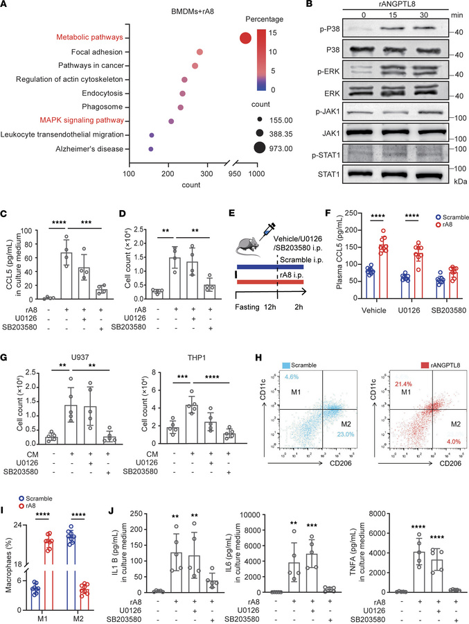 ANGPTL8 activates P38 to induce CCL5 and macrophage polarization.
(A) Pa...