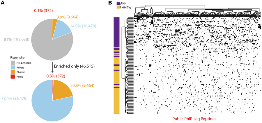 Autoantibody repertoire enrichment.
(A) All PhIP-Seq peptides were class...