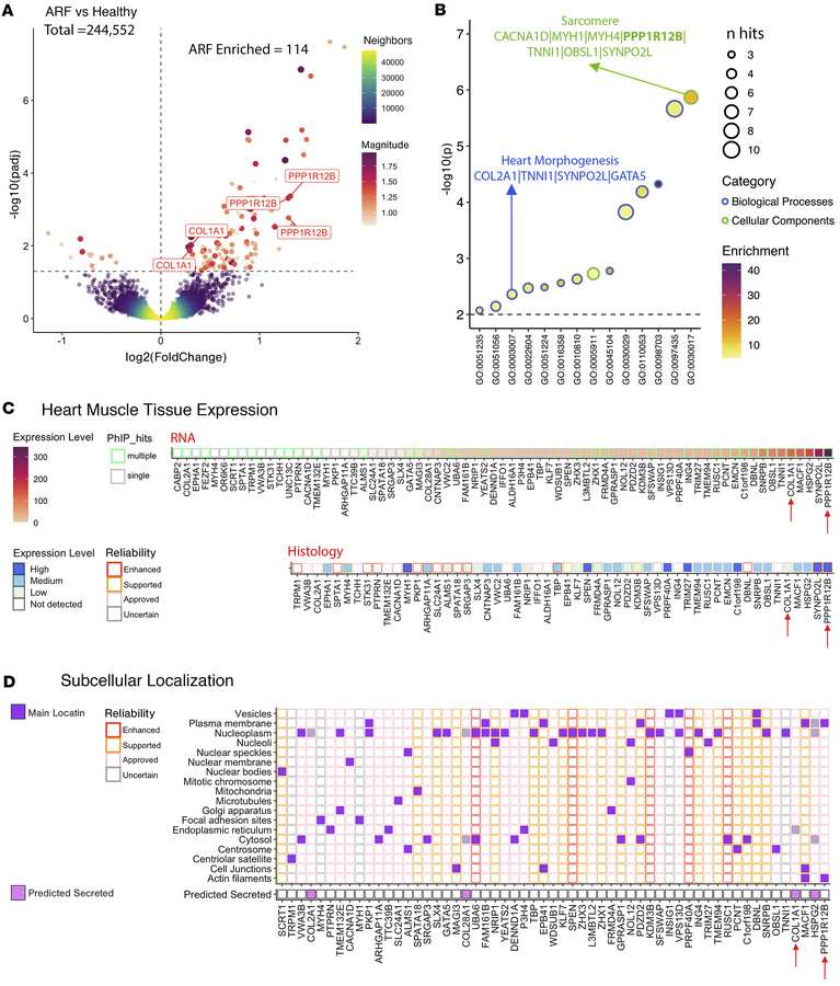 Autoantibody pathway, tissue expression, and localization analysis.
(A) ...