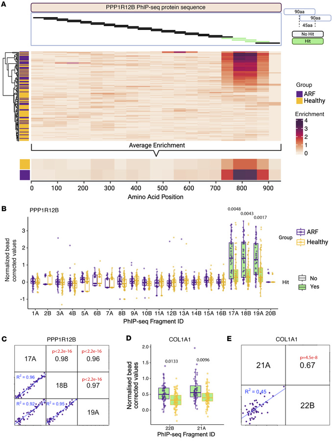 Epitope mapping and characterization of PhIP-Seq hits.
(A) Top: Schemati...