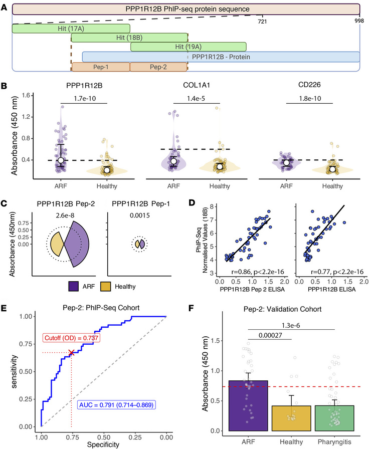 Orthogonal validation using ELISA.
(A) Schematic representation of the P...