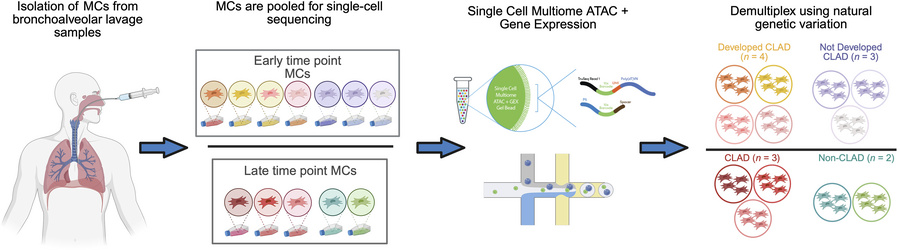 Experimental strategy.
Mesenchymal cells (MCs) were isolated from bronch...