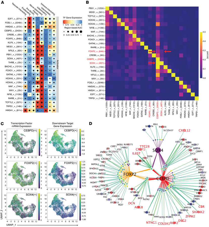 Gene regulatory analysis combining single-cell transcriptomic and epigen...