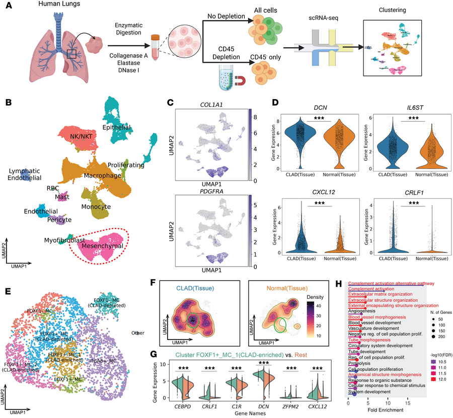 Cultured MCs retain and reflect their in vivo phenotype.
(A) Overview of...