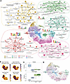 Cell state heterogeneity and cell state shifts in patient-derived MCs.