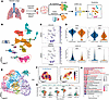 Cultured MCs retain and reflect their in vivo phenotype.