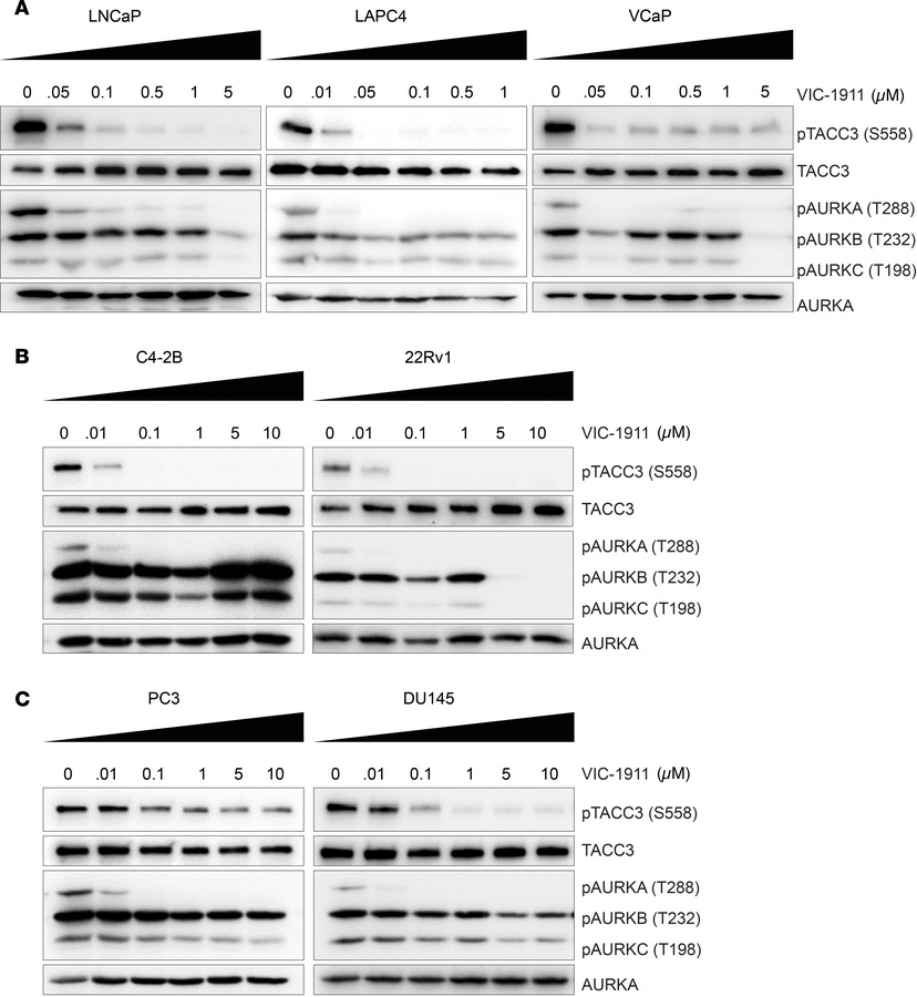 VIC-1911 robustly inhibits AURKA activities in a diverse panel of PCa ce...