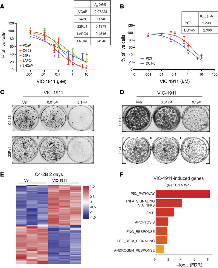 VIC-1911 inhibits cell growth and activates the P53 pathway.
(A and B) D...