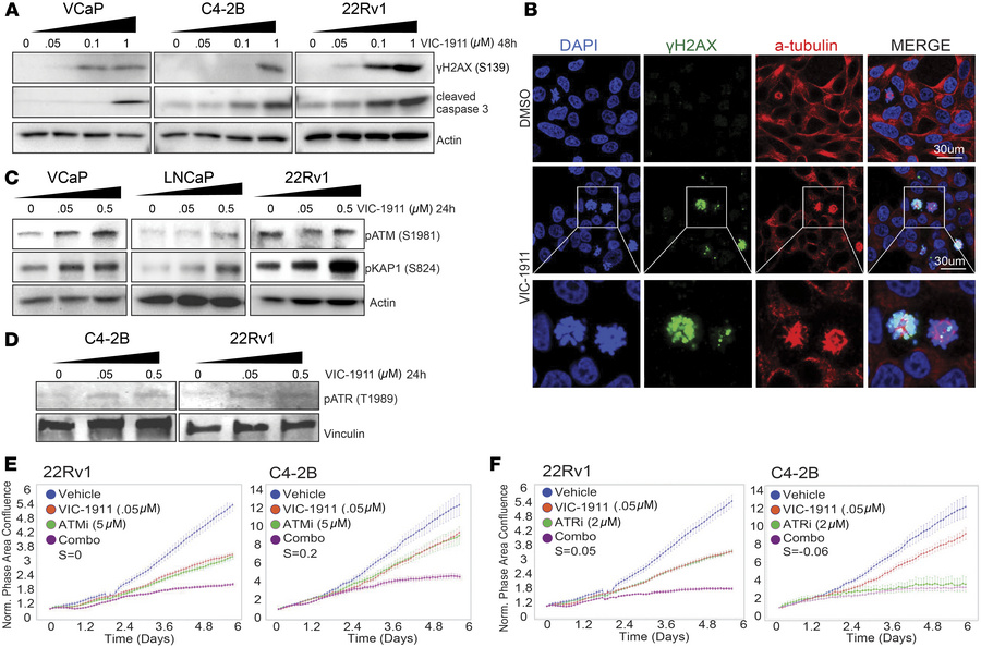 VIC-1911 induces mitotic defects, DNA damage, and apoptosis in PCa cells...