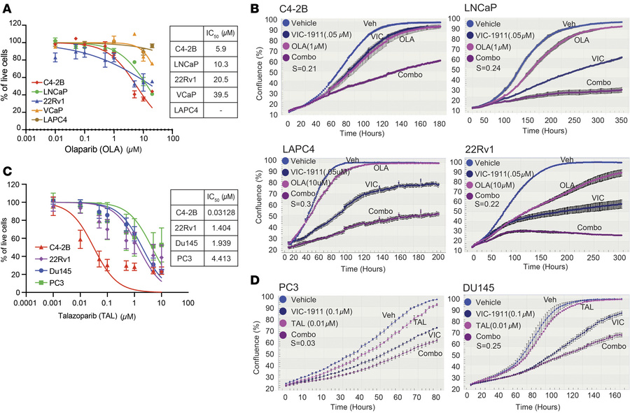 VIC-1911 acts synergistically with PARPi to inhibit PCa cell growth in v...