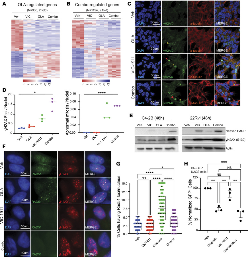 VIC-1911 induces mitotic defects and functional BRCAness, abolishing HR ...