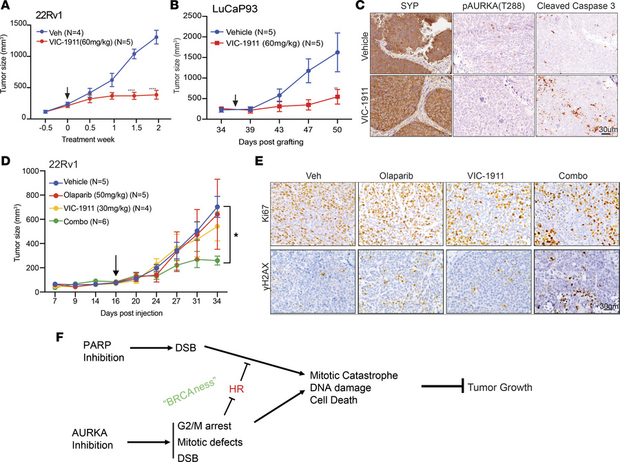 VIC-1911 significantly inhibits PCa tumor growth either as a single agen...