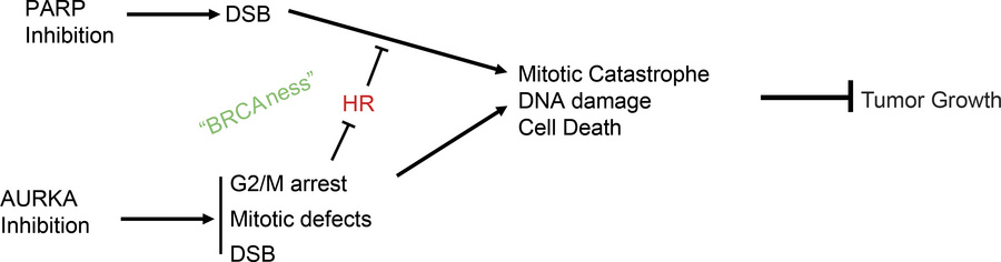 graphical abstract