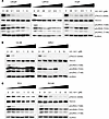VIC-1911 robustly inhibits AURKA activities in a diverse panel of PCa cells