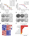 VIC-1911 inhibits cell growth and activates the P53 pathway.