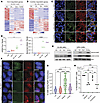VIC-1911 induces mitotic defects and functional BRCAness, abolishing HR rep