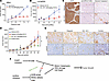 VIC-1911 significantly inhibits PCa tumor growth either as a single agent o