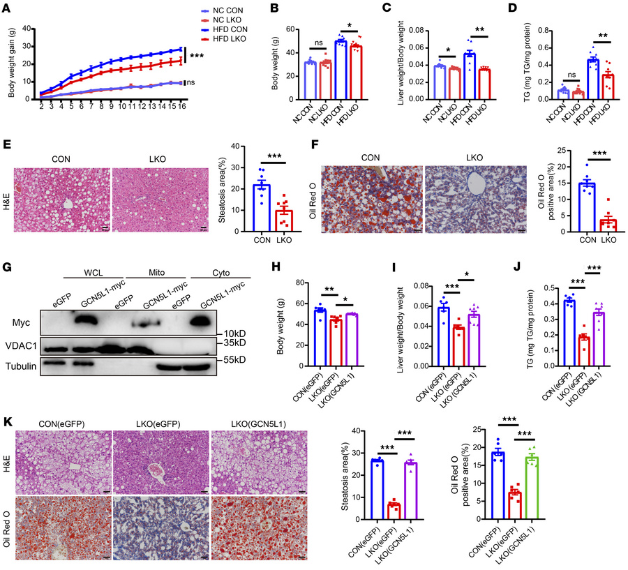 GCN5L1 deletion protects mice from HFD-induced liver steatosis but not l...