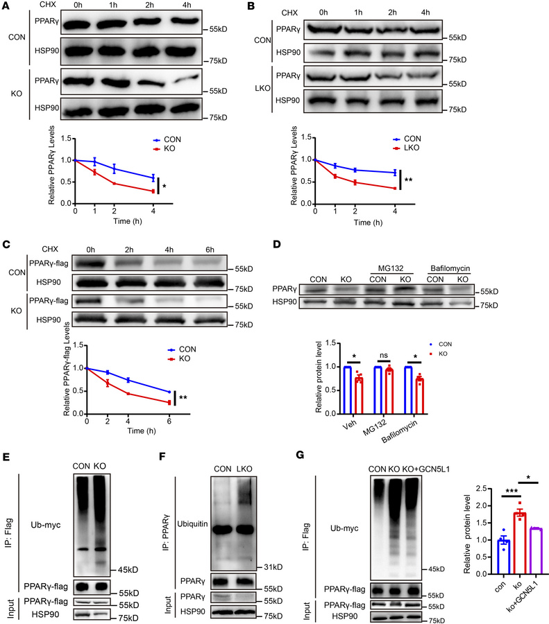 GCN5L1 deletion modulates PPARγ stability via ubiquitylation-mediated pr...