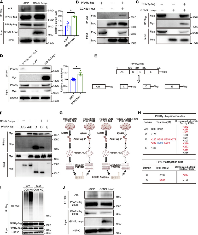 GCN5L1 modulates PPARγ-K289 acetylation to prevent ubiquitination and de...