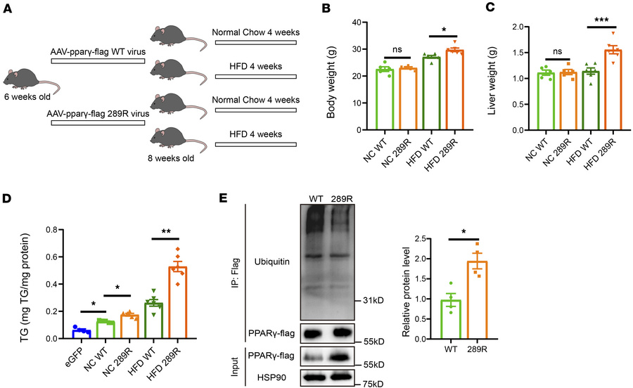 PPARγ-K289 mutation increases PPARγ stability and liver steatosis in HFD...
