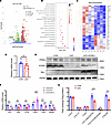 GCN5L1 deletion reduces PPARγ and its downstream gene expression.