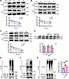 GCN5L1 deletion modulates PPARγ stability via ubiquitylation-mediated prote