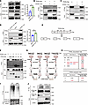 GCN5L1 modulates PPARγ-K289 acetylation to prevent ubiquitination and degra