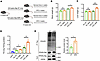 PPARγ-K289 mutation increases PPARγ stability and liver steatosis in HFD mi