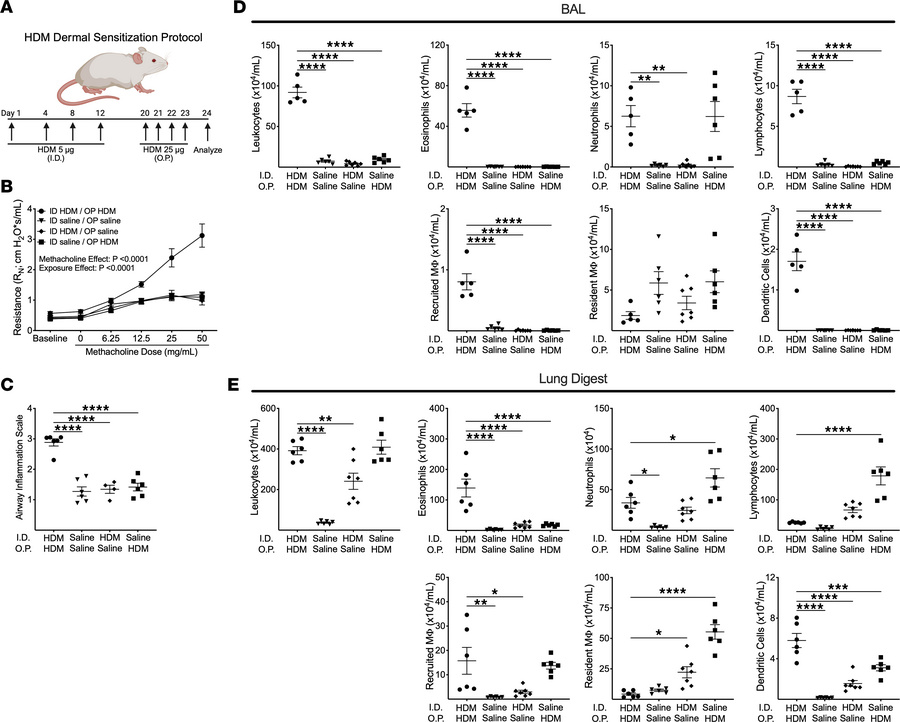 House dust mite (HDM) dermal sensitization and airway challenge model in...