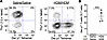Characterization of Dermatophagoides pteronyssinus 1 (Der p1) CD4+ T cells