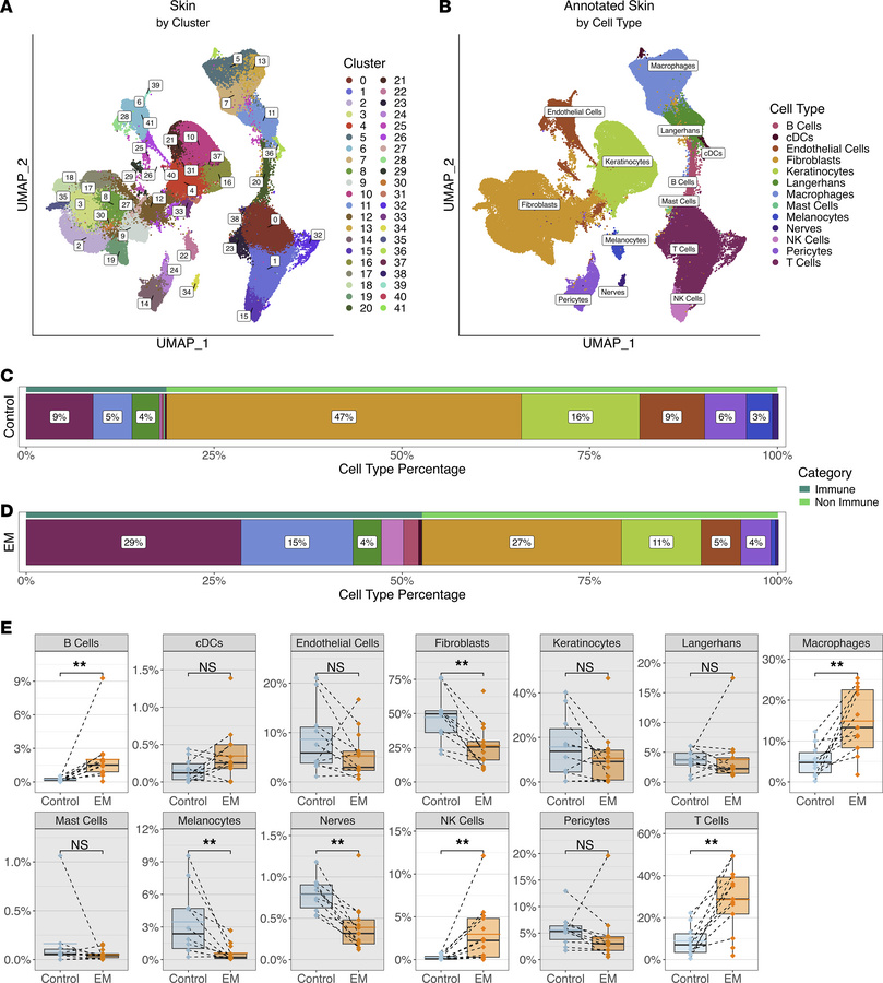 Clustering and annotation of the skin cells.
(A) UMAP representing clust...