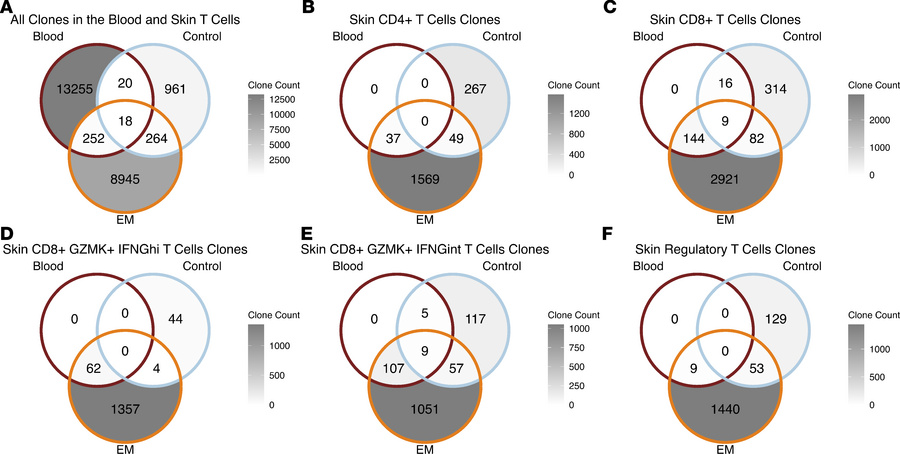 T cell clonal overlaps between the blood and the skin.
(A) Clonal overla...
