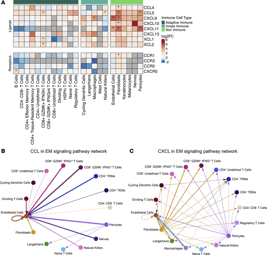 Gene expression of chemokine ligand and receptor genes in the skin.
(A) ...