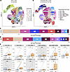 Clustering and annotation of the skin T cells.