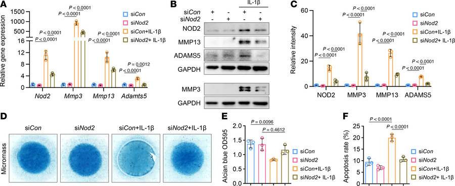 
Nod2 knockdown attenuates inflammation-induced chondrocyte catabolism a...