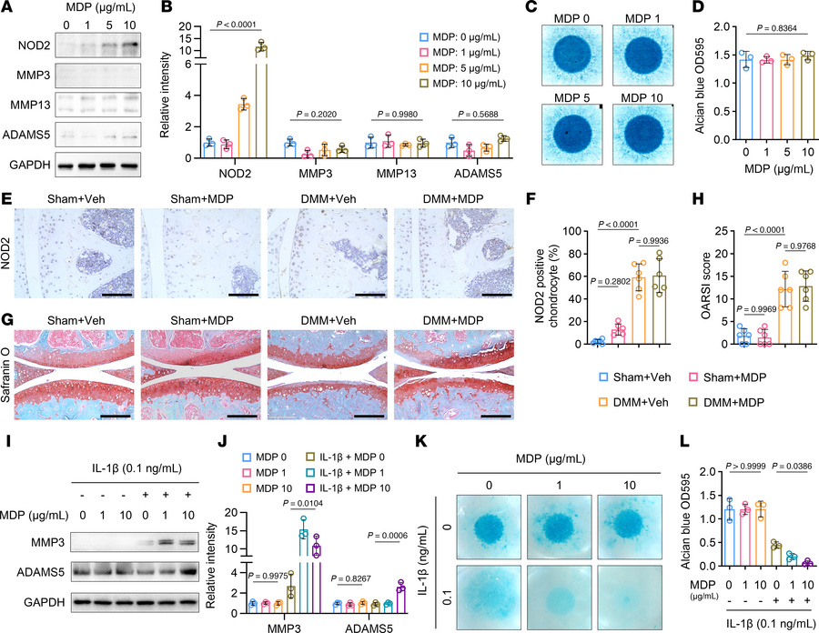 Activation of NOD2 by MDP alone is insufficient to drive cartilage degra...