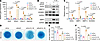 Nod2 knockdown attenuates inflammation-induced chondrocyte catabolism and a