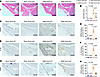Conditional KO of Nod2 in chondrocytes attenuates synovial inflammation.