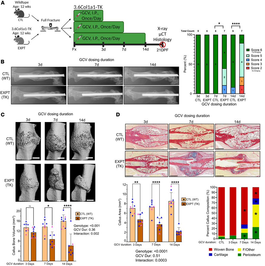 Ablation of proliferating 3.6Col1a1-lineage cells in the first 3–14 days...
