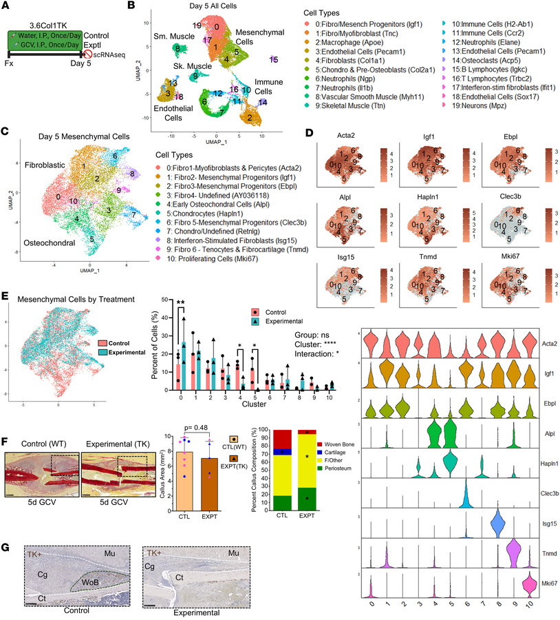 Ablation of proliferating 3.6Col1a1-lineage cells for 5 days after fract...