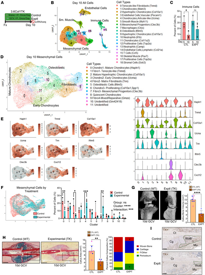 Ablation of proliferating 3.6Col1a1-lineage cells for 10 days after frac...