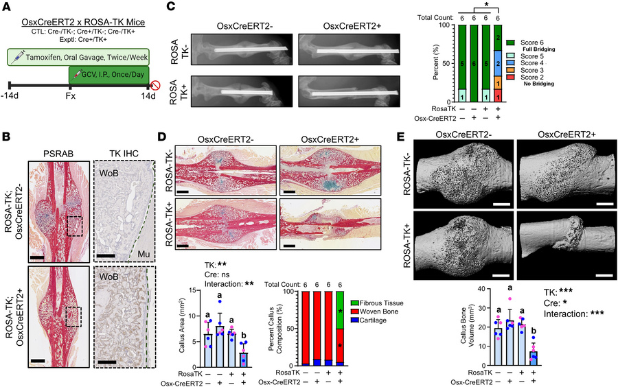 Ablation of proliferating Osterix-expressing cells during fracture heali...