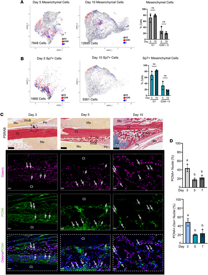 Sp7/Osterix-expressing callus cells proliferate during fracture healing....
