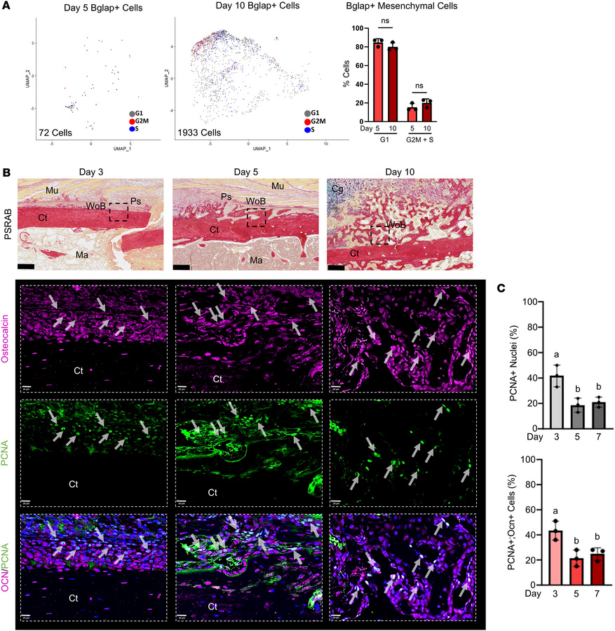 Bglap/osteocalcin-expressing callus cells proliferate during fracture he...
