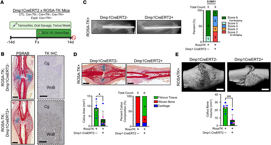 Ablation of proliferating Dmp1-expressing cells during fracture repair i...